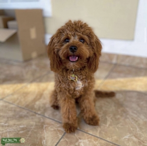 Red F1 Cavapoo Listing Image
