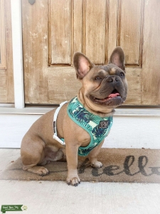 AKC French Bulldog Stud Listing Image