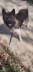 Akita Stud Dog.  Listing Image