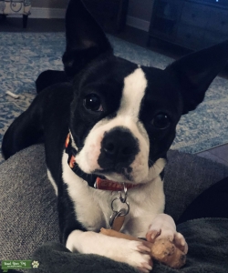 Boston Terrier stud wanted  Listing Image