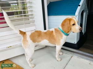 Male AKC Lemon Beagle Listing Image
