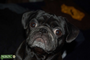 Pepper needs a STUD Listing Image