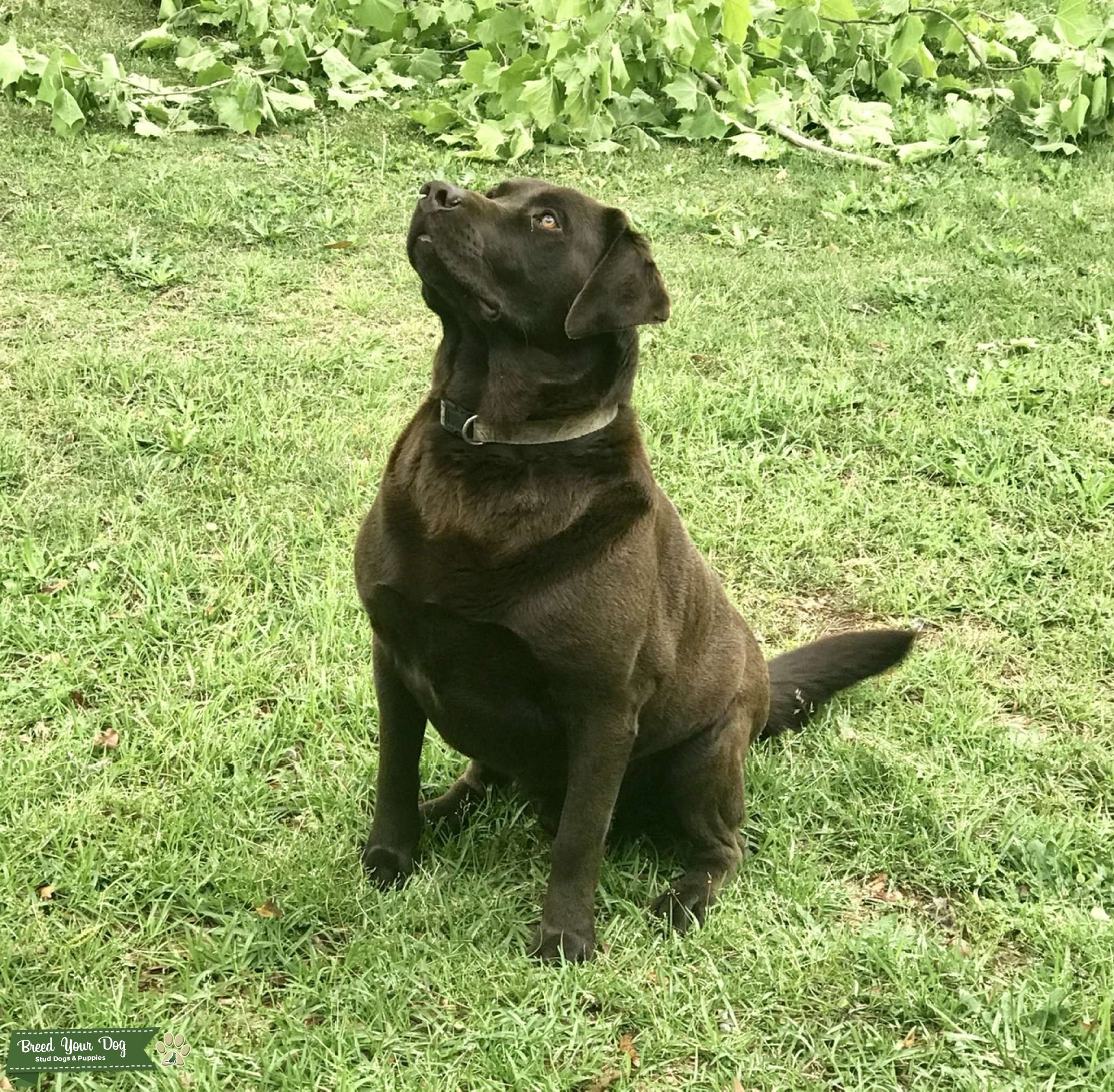 5 year old Male Chocolate Lab for Stud Stud Dog in the