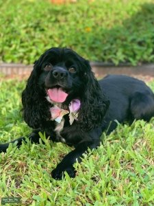 Piper looking for boyfriend  Listing Image