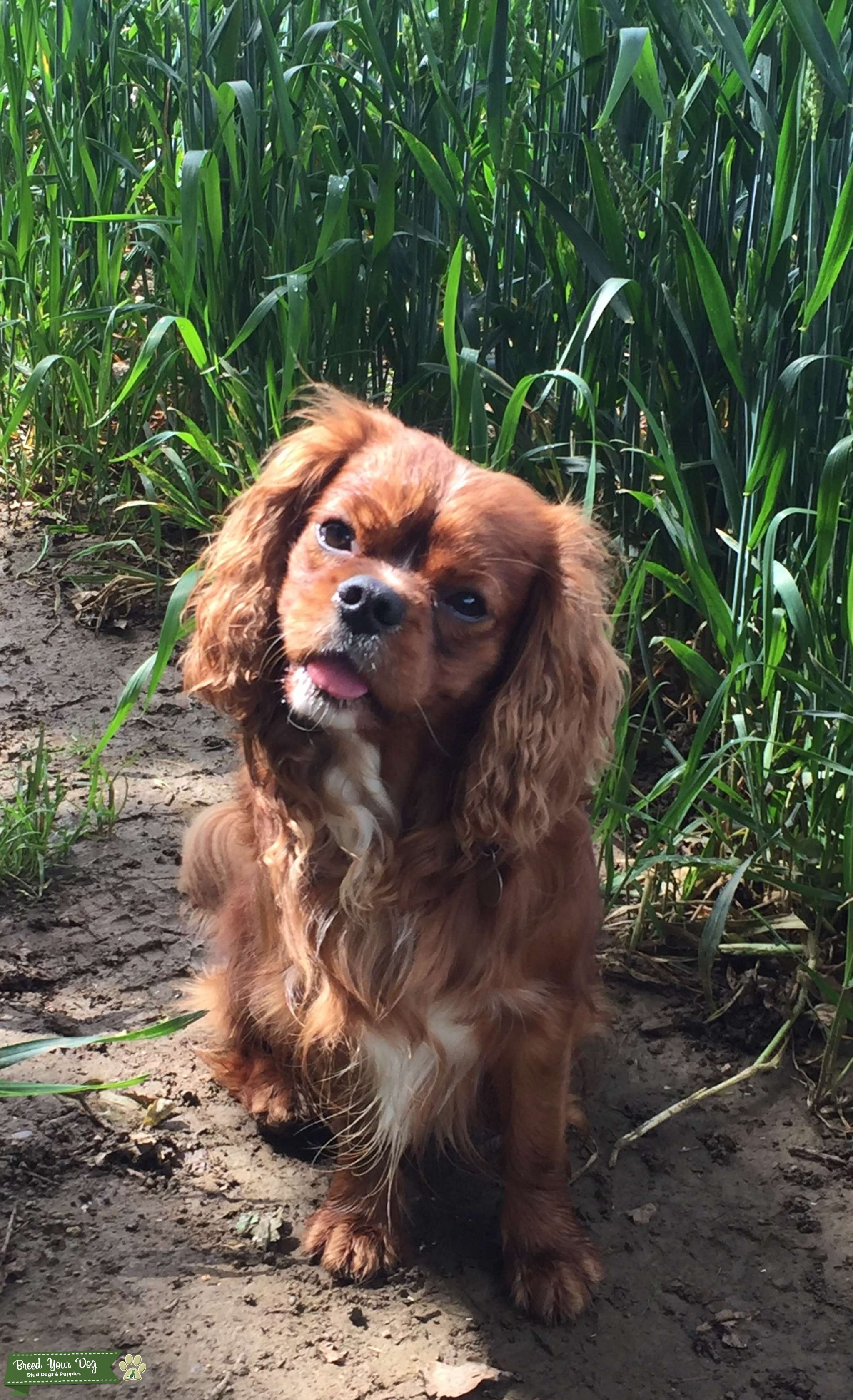 For stud Stud Dog in Northamptonshire, the United States Breed Your Dog