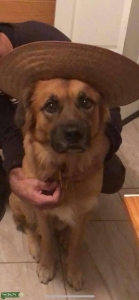 German Shepherd/Golden retriever MIX Listing Image