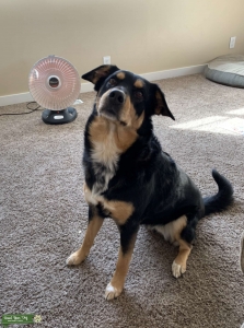 Beautiful female dog looking to be a mom  Listing Image