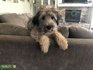 Phantom Cockapoo Stud Muffin Listing Image