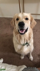 Sweetest Golden you’ll ever meet! Listing Image