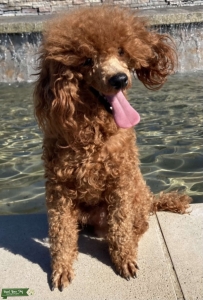 Handsome AKC Red Mini Poodle Listing Image