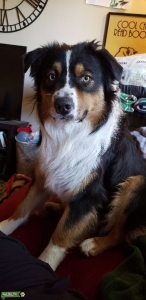 Black Tri male Australian shepherd  Listing Image