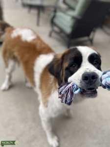 Looking for Stud for Saint Bernard Listing Image