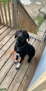 German Shorthaired Pointer For Stud  Listing Image