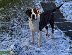 Neapolitan mastiff cross Listing Image