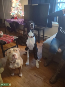 Great dane female Listing Image