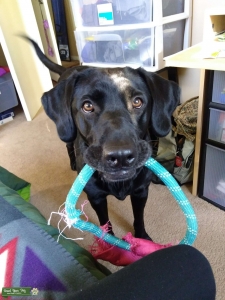 Female Black Labrador  Listing Image