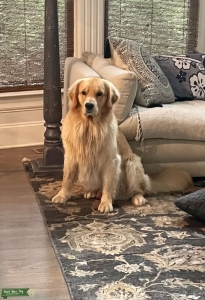 Light Golden Retriever  Listing Image