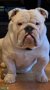 White traditional English bulldog Listing Image