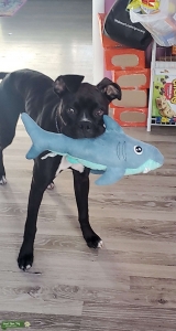 AKC certified Boxer Listing Image