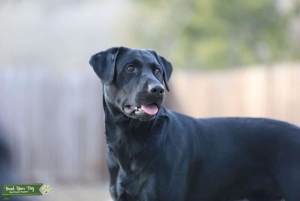 Black Lab Champion bloodline Listing Image
