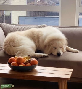 Great Pyrenees stud.  Healthy, working dog lineage. Listing Image
