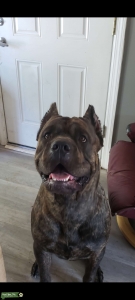 Stud available  Listing Image