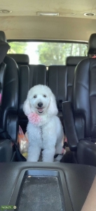 Miniature Goldendoodle  Listing Image