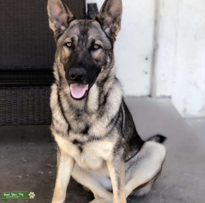 Stud needed for beautiful German Shepherd  Listing Image