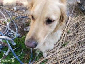 golden retriver Listing Image