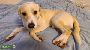 Designer Doggo Listing Image