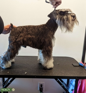 AKC Male Listing Image