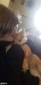 Male pomeranian  Listing Image