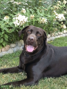 Handsome Chocolate Lab Listing Image