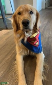 AKC Golden Retriever  Listing Image