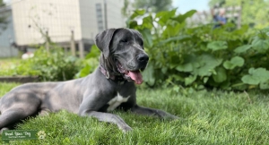 Blue Dane Female  Listing Image