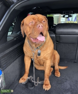 Mastiff Stud needed  Listing Image
