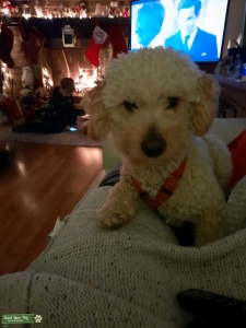 Sweet Sadie wants to be a mommy Listing Image