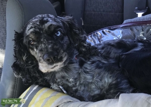 Cocker Spaniel  Listing Image