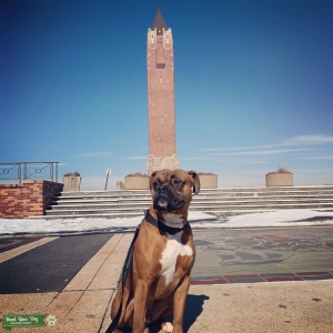 Handsome Boxer  Listing Image