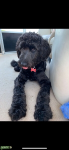 Aussie Doodle Father Listing Image