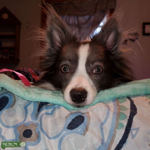 Pomsky  Listing Image