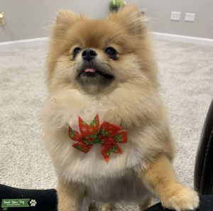 Pomeranian Female looking for stud Listing Image