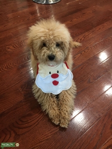 Mini Golden Doodle- very handsome  Listing Image