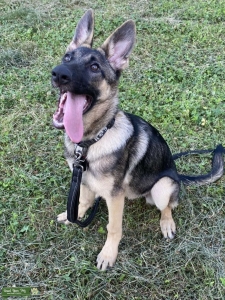 German Shepherd  Listing Image