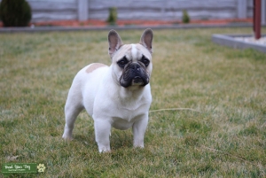 French bulldog stud services Listing Image