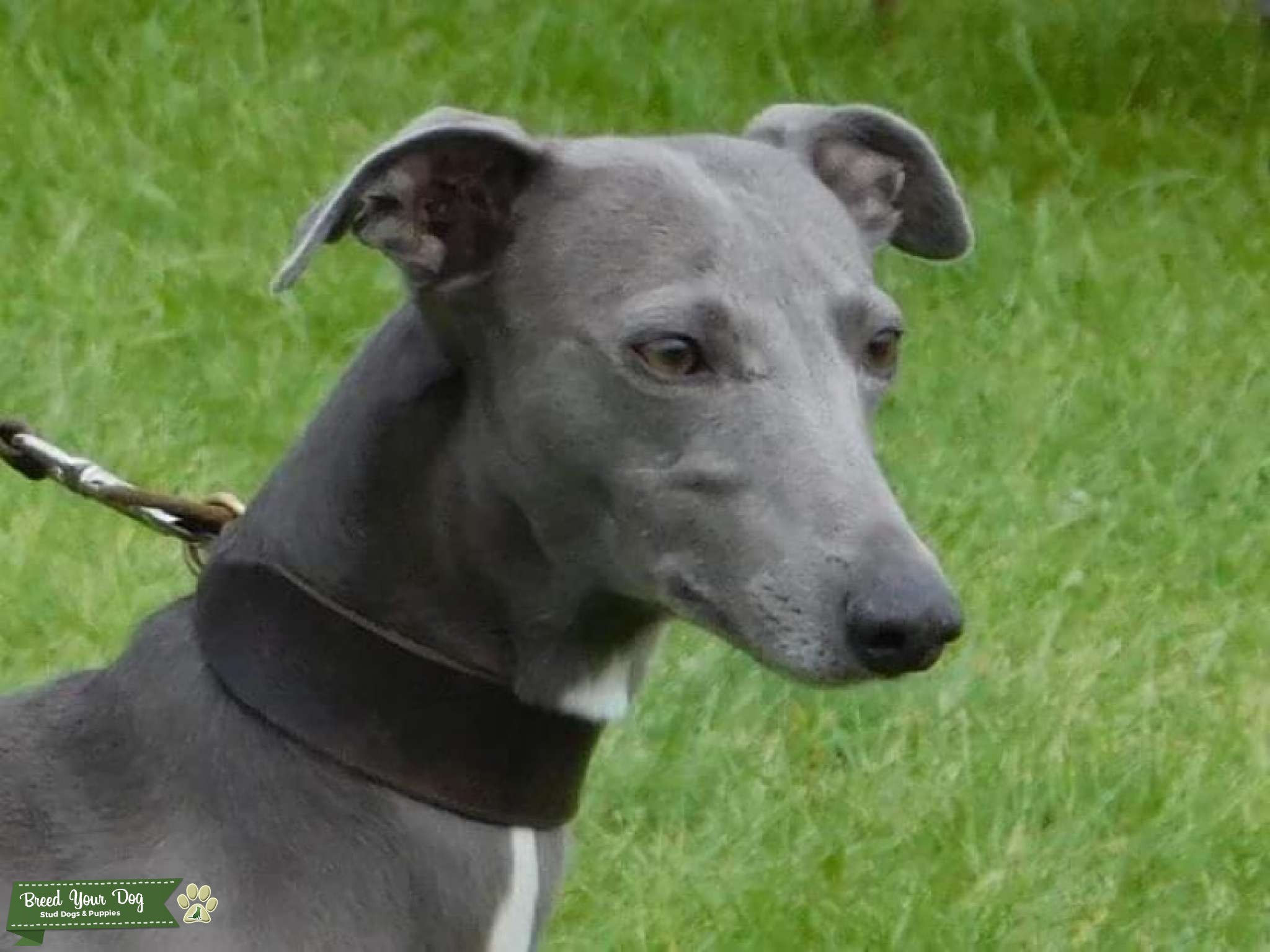 KC registered blue stud dog Stud Dog in North yorkshire, United