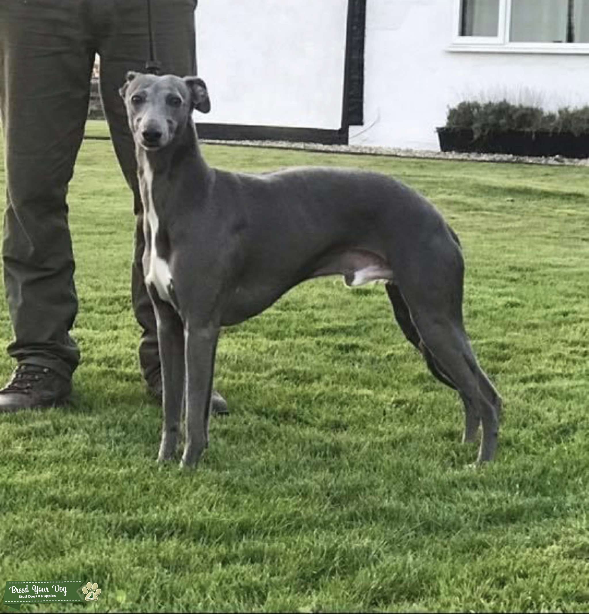 KC registered blue stud dog Stud Dog in North yorkshire, United