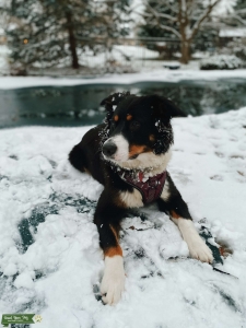 Bernese Mountain Dog Mix ready to make puppies Listing Image