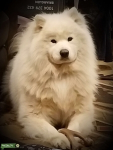 AKC Samoyed Stud Listing Image