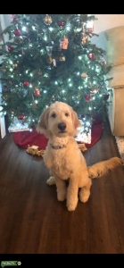 Beautiful f2b golden doodle stud Listing Image